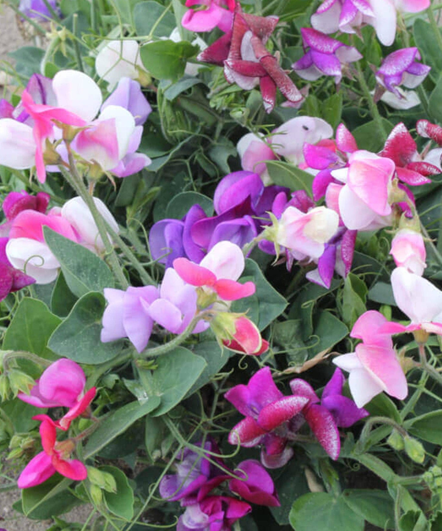 Sweet Pea 'Little Sweetheart' Seeds