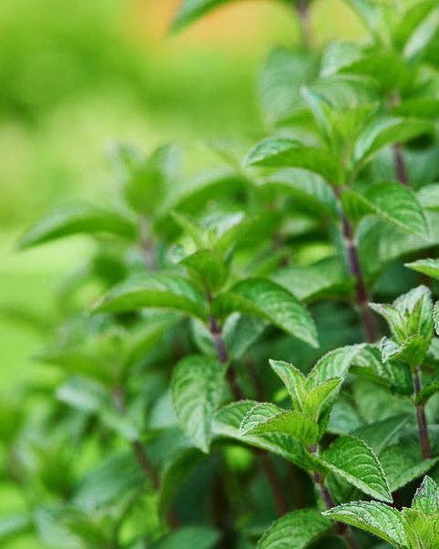 Peppermint Seeds