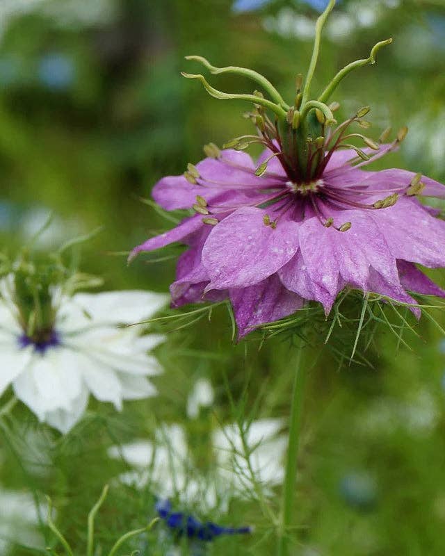 Nigella 'Persian Jewels' Seeds