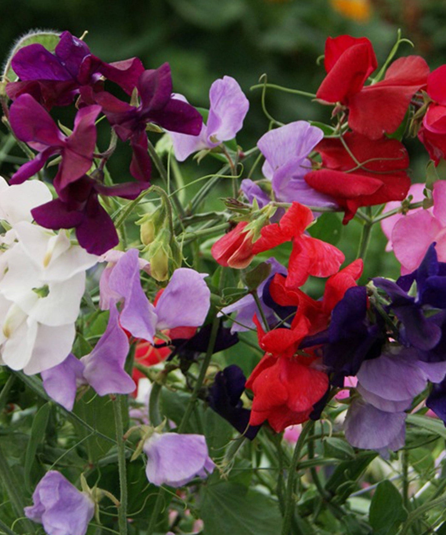 Sweet Pea 'Royal Family' Seeds