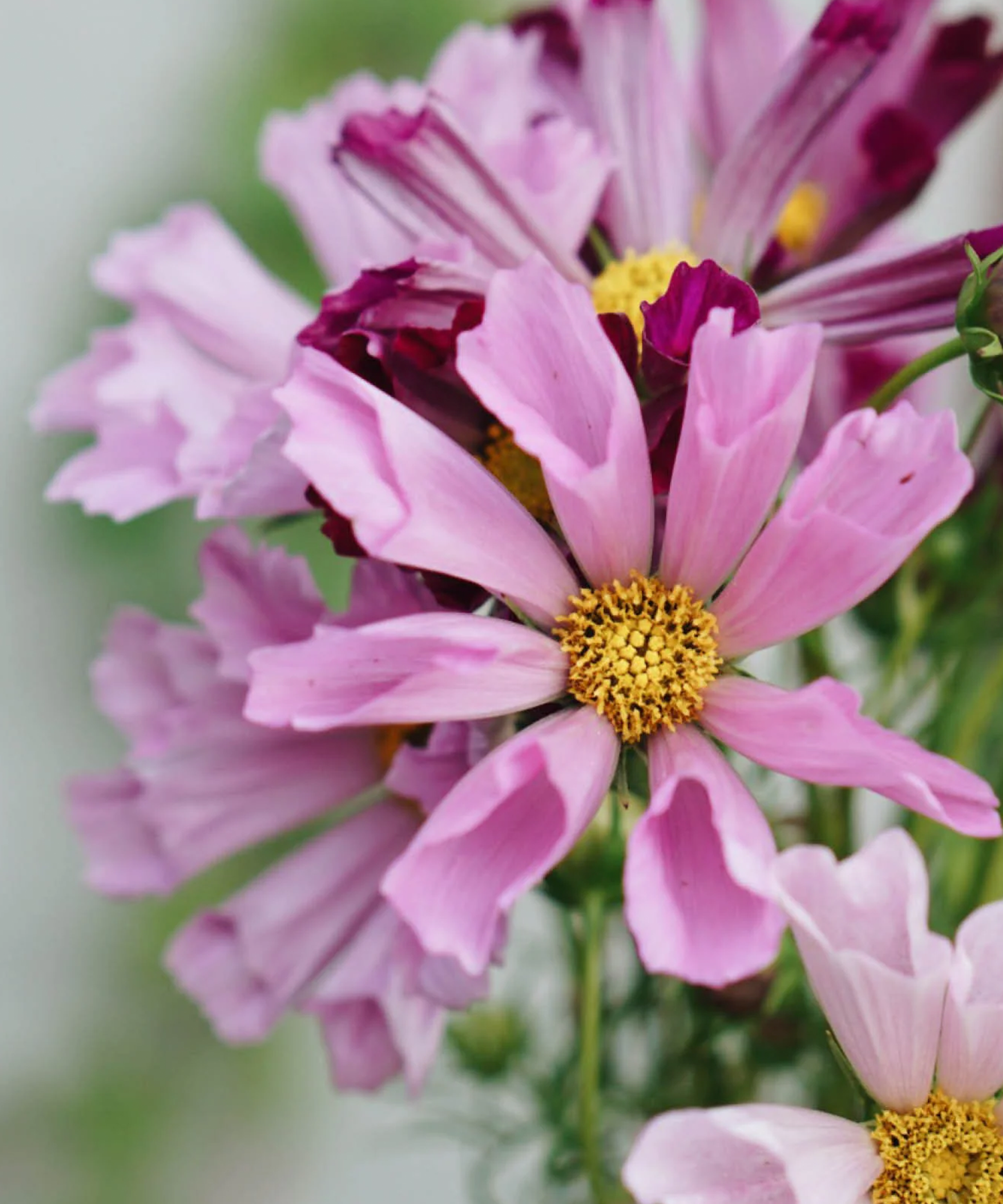 Cosmos Seashells Mixed Seeds from Herboo