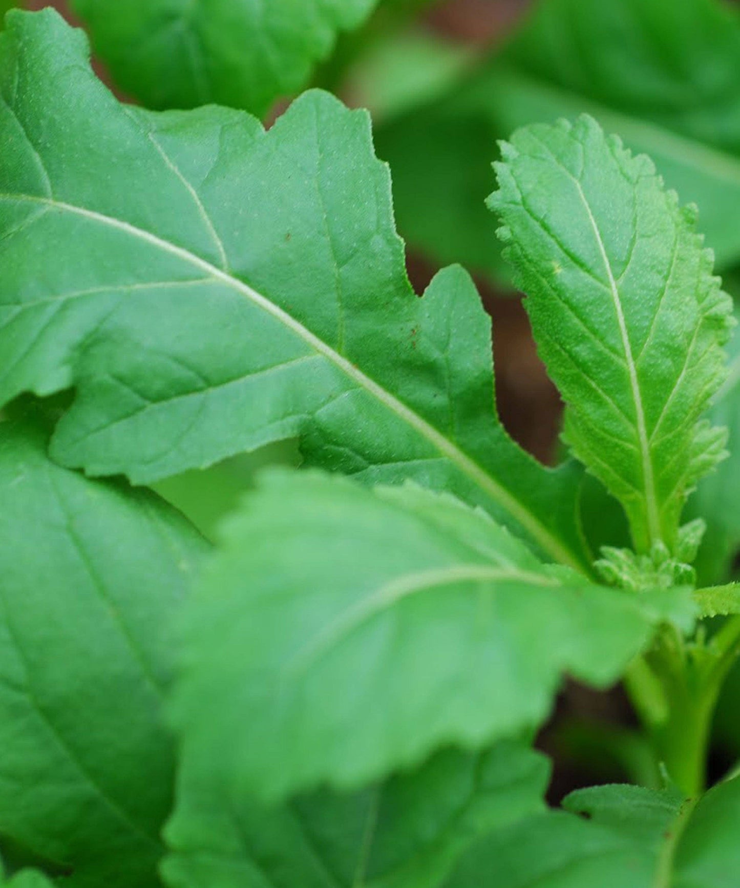 Rocket Wild Wasabi Seeds