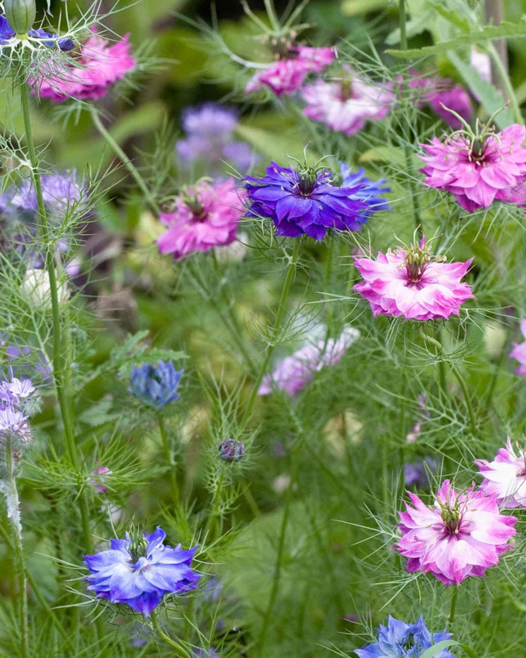 Nigella 'Persian Jewels' Seeds