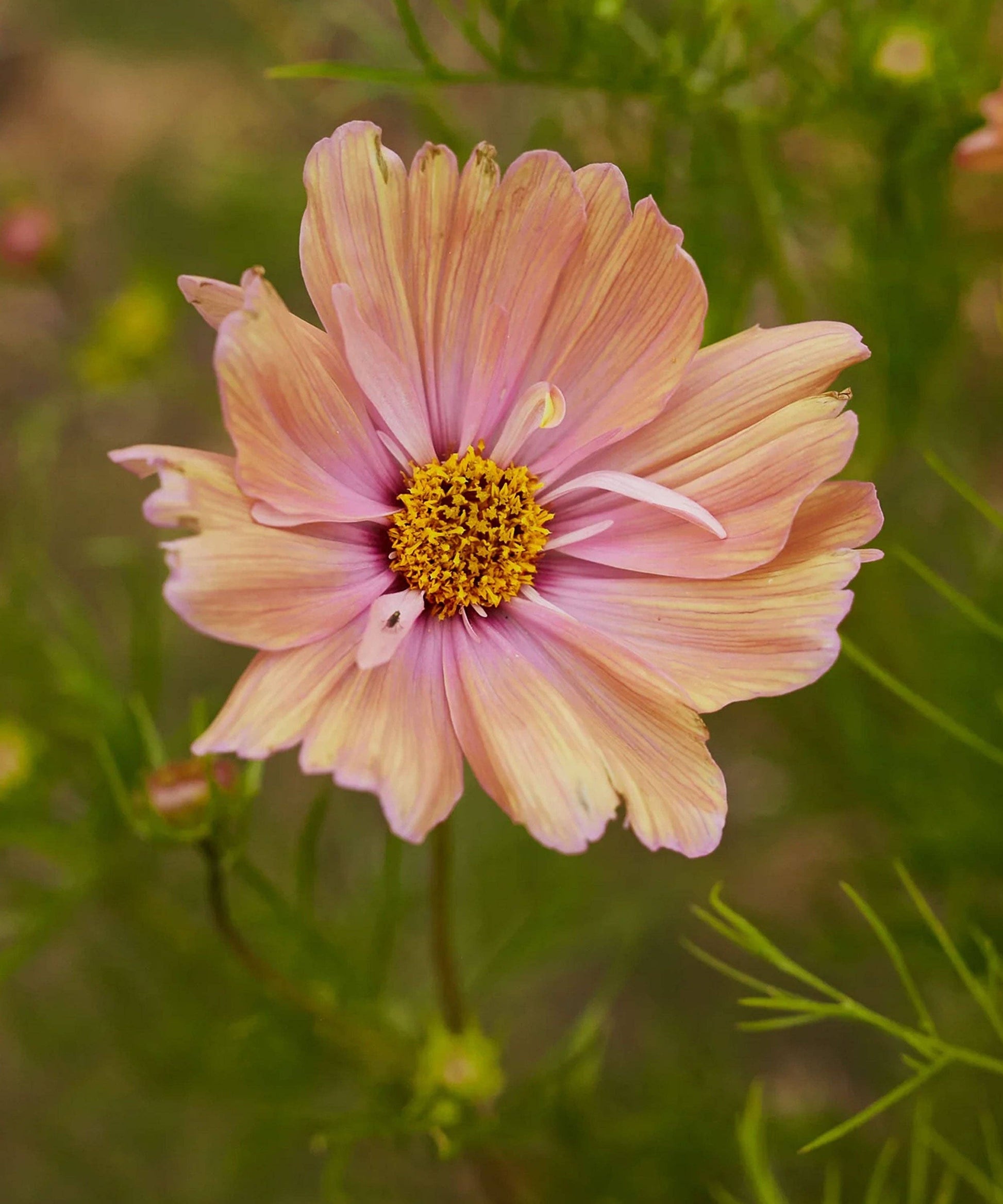 Cosmos Apricotta Seeds from Herboo