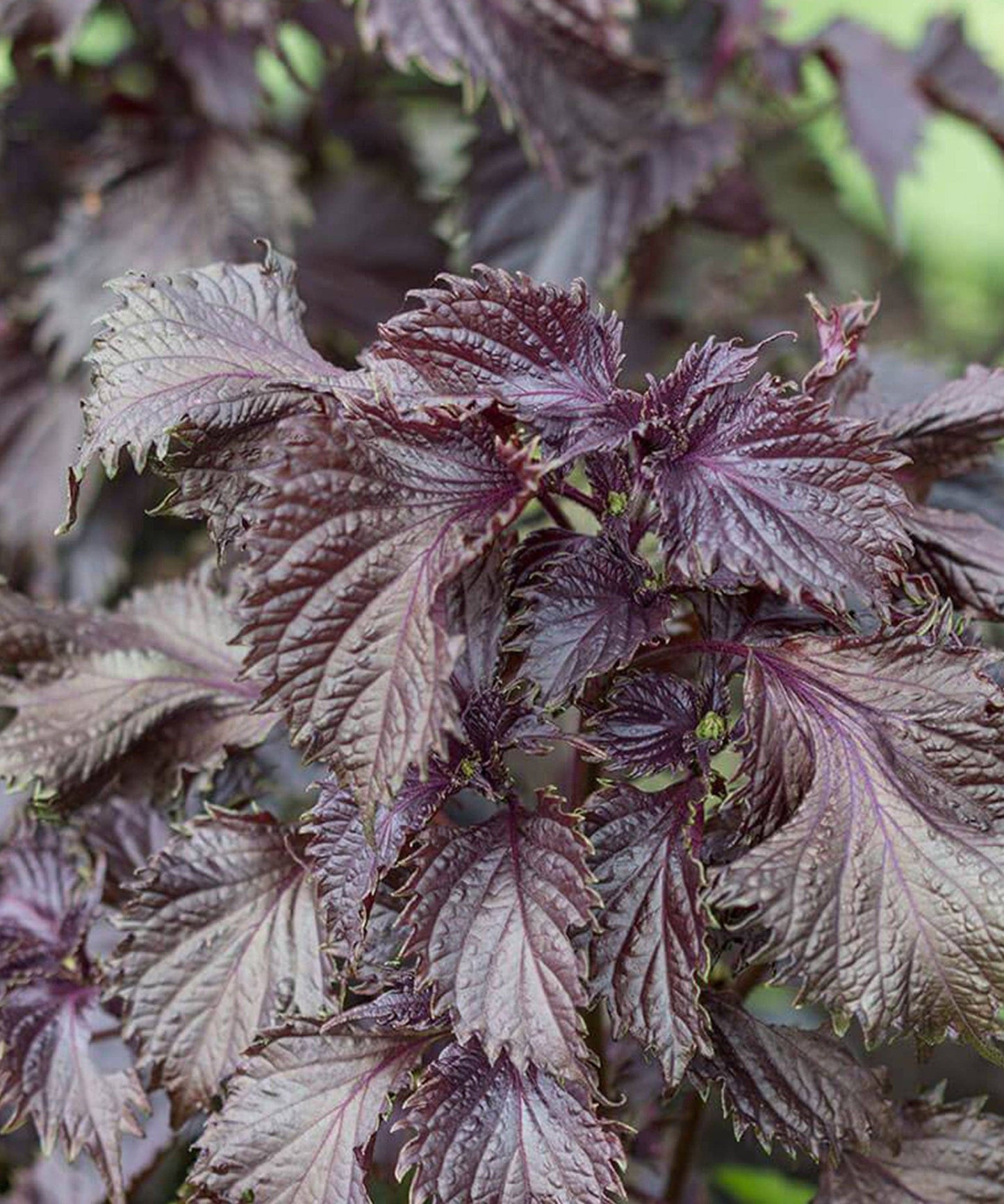 Red Shiso Seeds