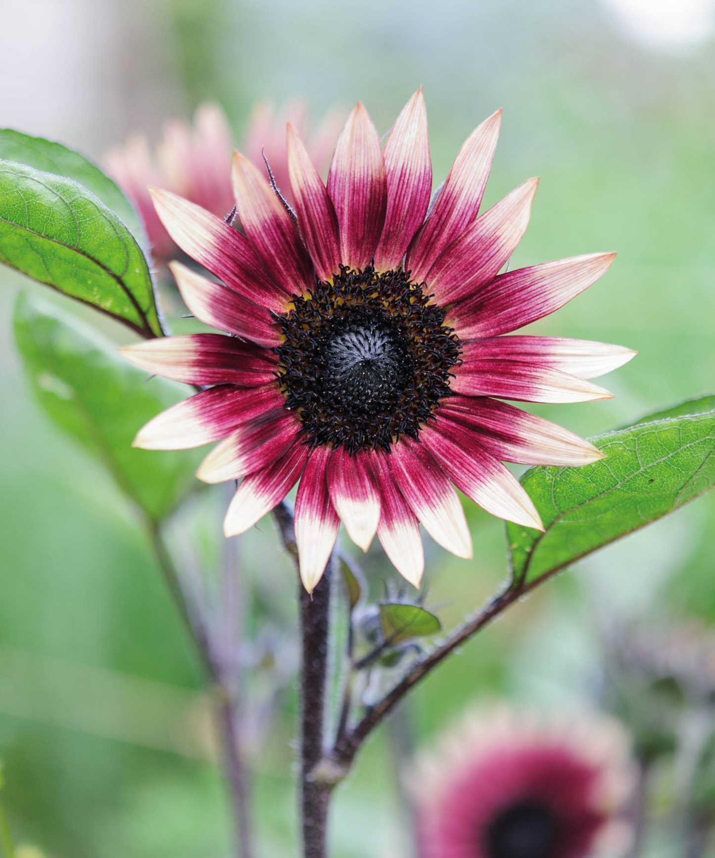 Sunflower 'Ms Mars' Seeds