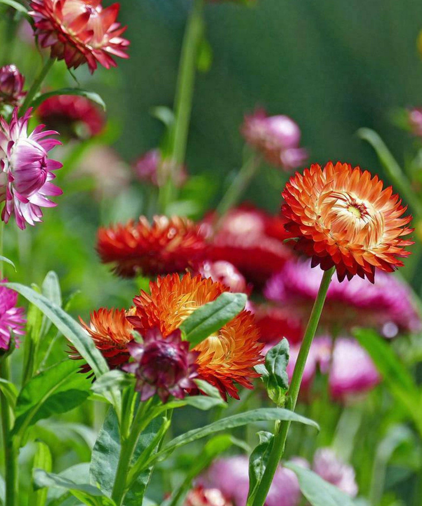 Strawflower 'Giants Mixed' Seeds