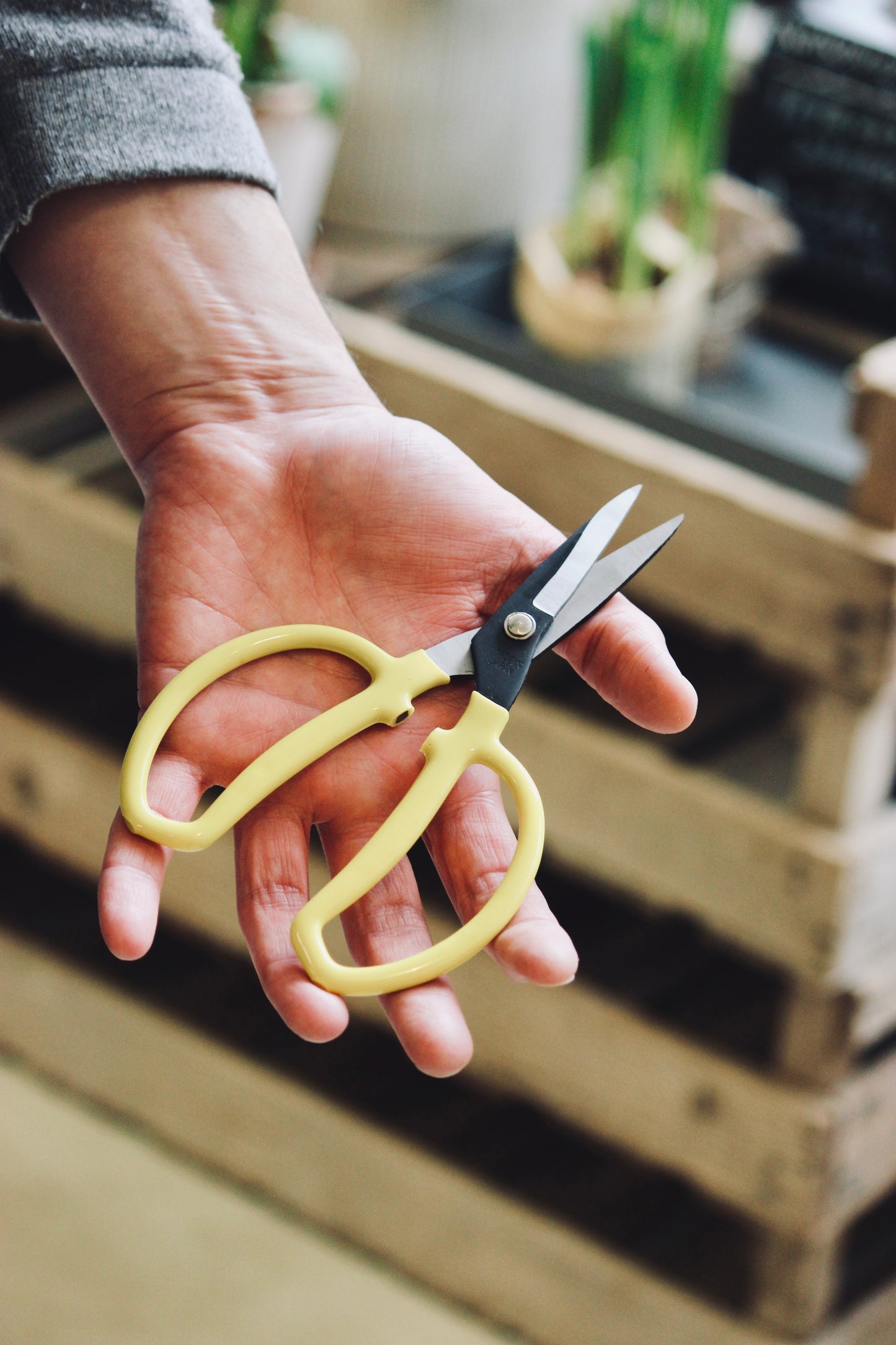 High Quality and Handy Pair of Garden Floral Scissors with Yellow Vinyl Handles, Made in Japan, Ideal for bonsai, flowers, vegetables, and general garden snipping