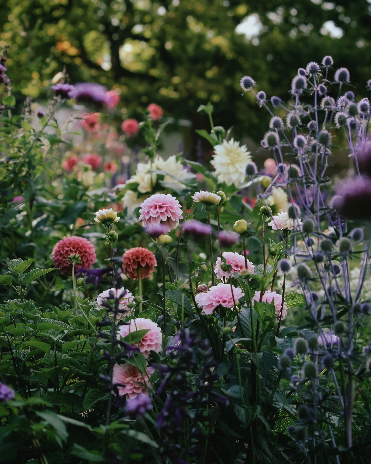 A late summer scene with beautiful colour of dahlias, photographed by Stephen Comer at The Country Crib. Gardening gift