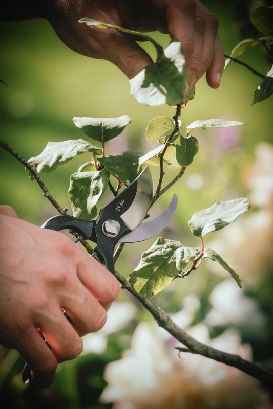 Drop-forged carbon steel secateurs from Niwaki with a nice soft spring action and simple lock catch at the bottom