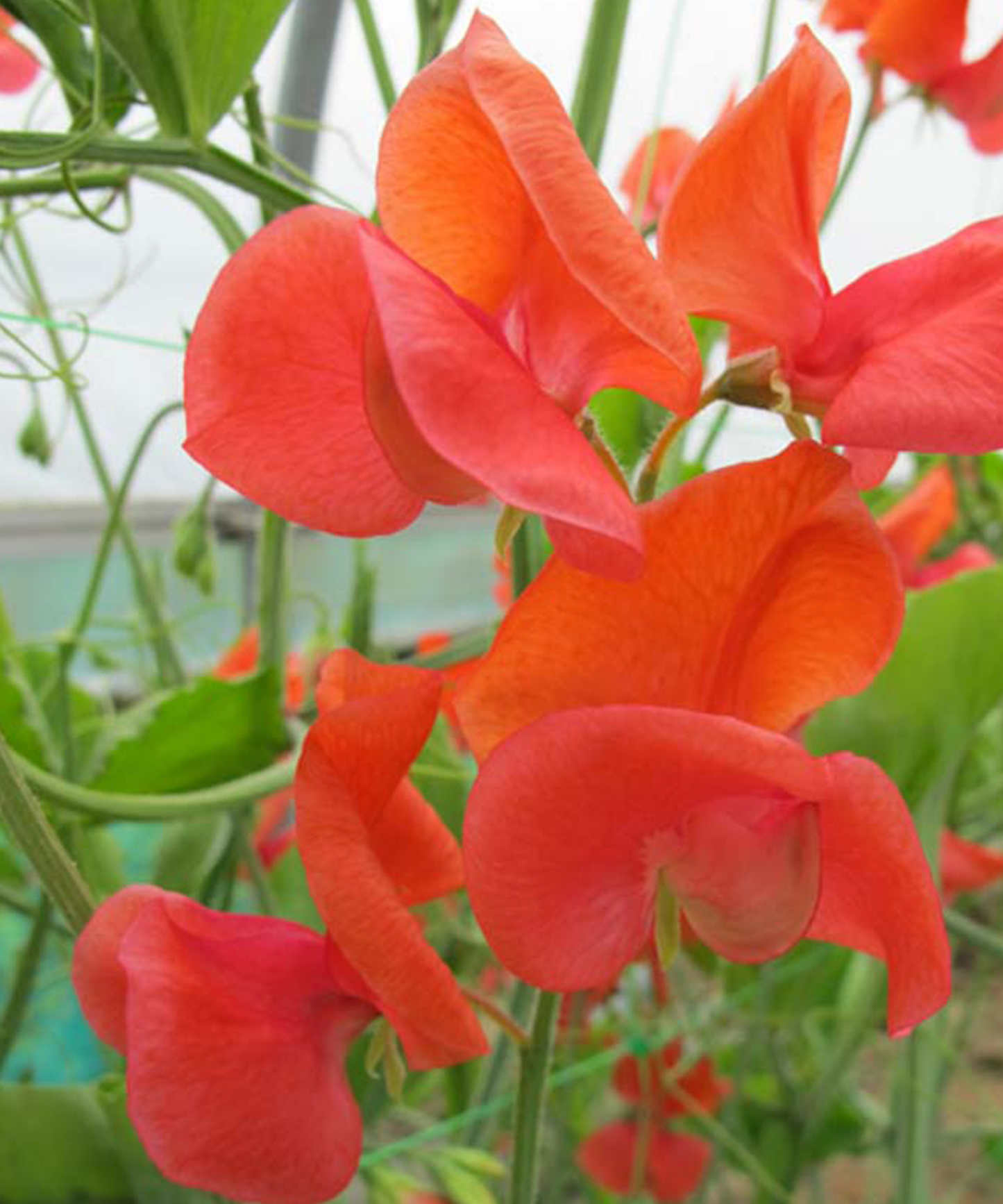 Sweet Pea 'Prince of Orange' Seeds