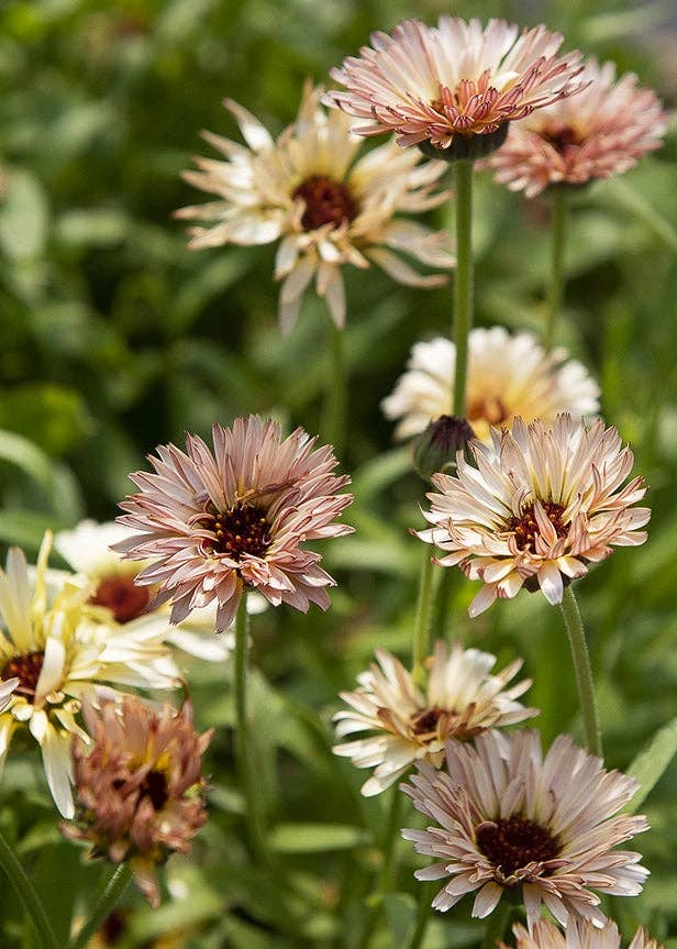 Calendula 'Pygmy Buff' Seeds