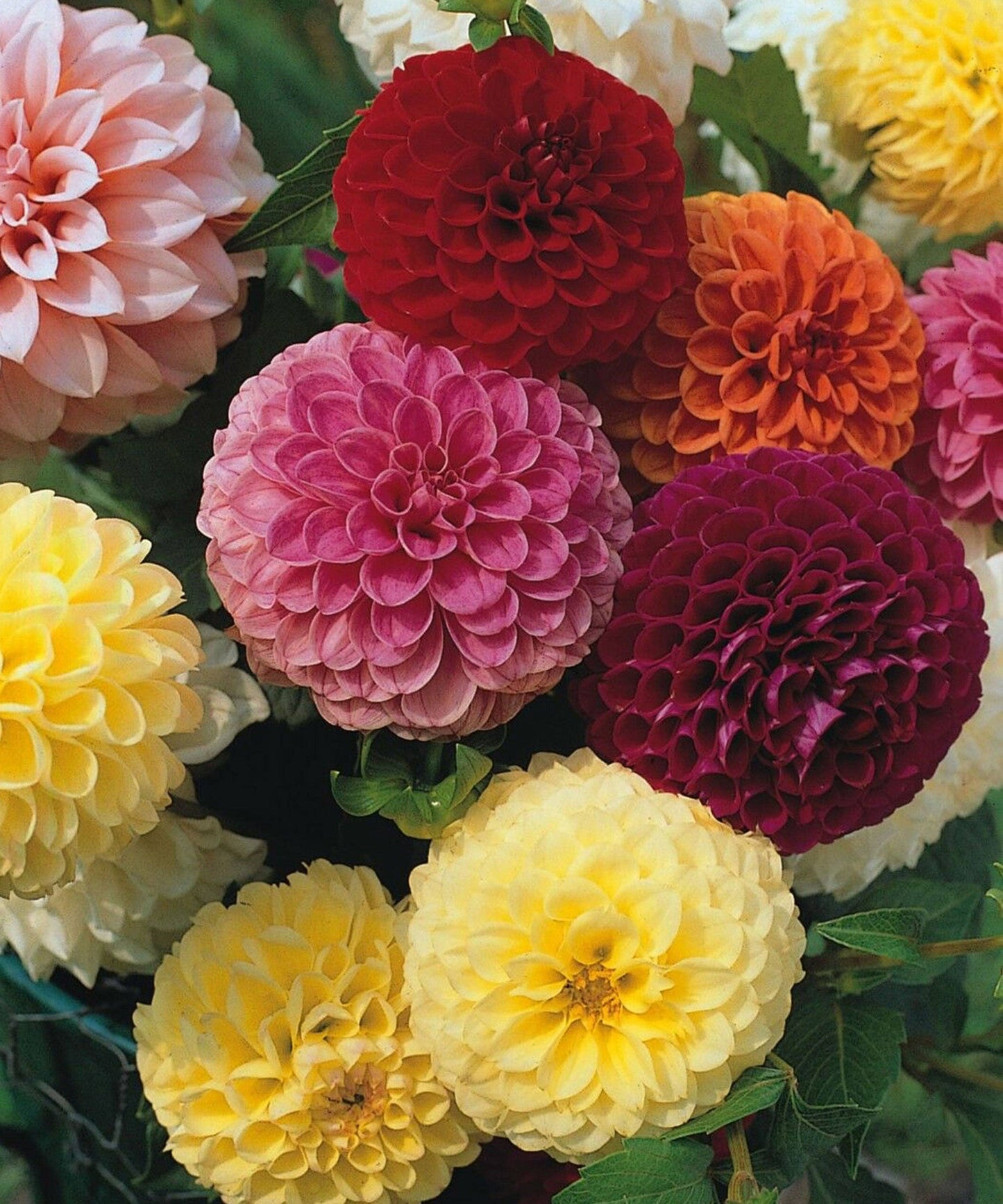 Dahlia 'Pompone Mixed' Seeds