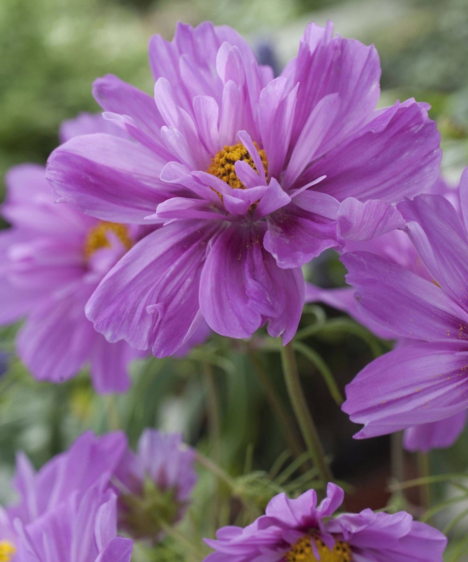 Cosmos Fizzy Pink Seeds from Herboo