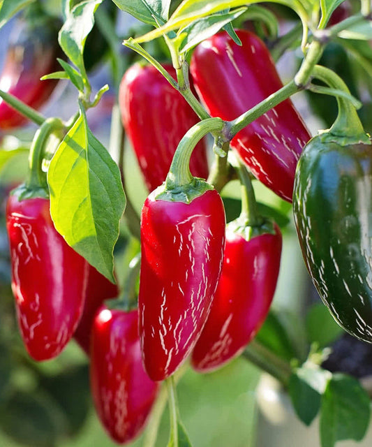 Chilli 'Jalapeño' Seeds