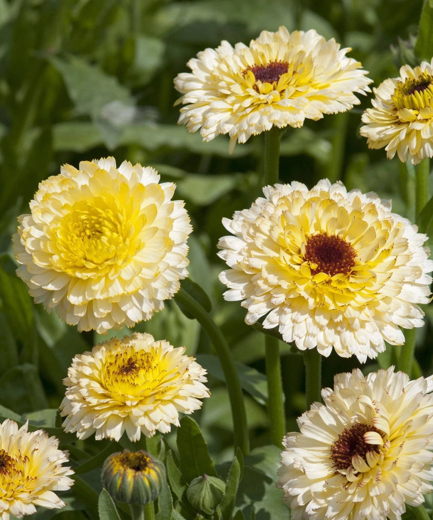 Calendula 'Snow Princess' Seeds