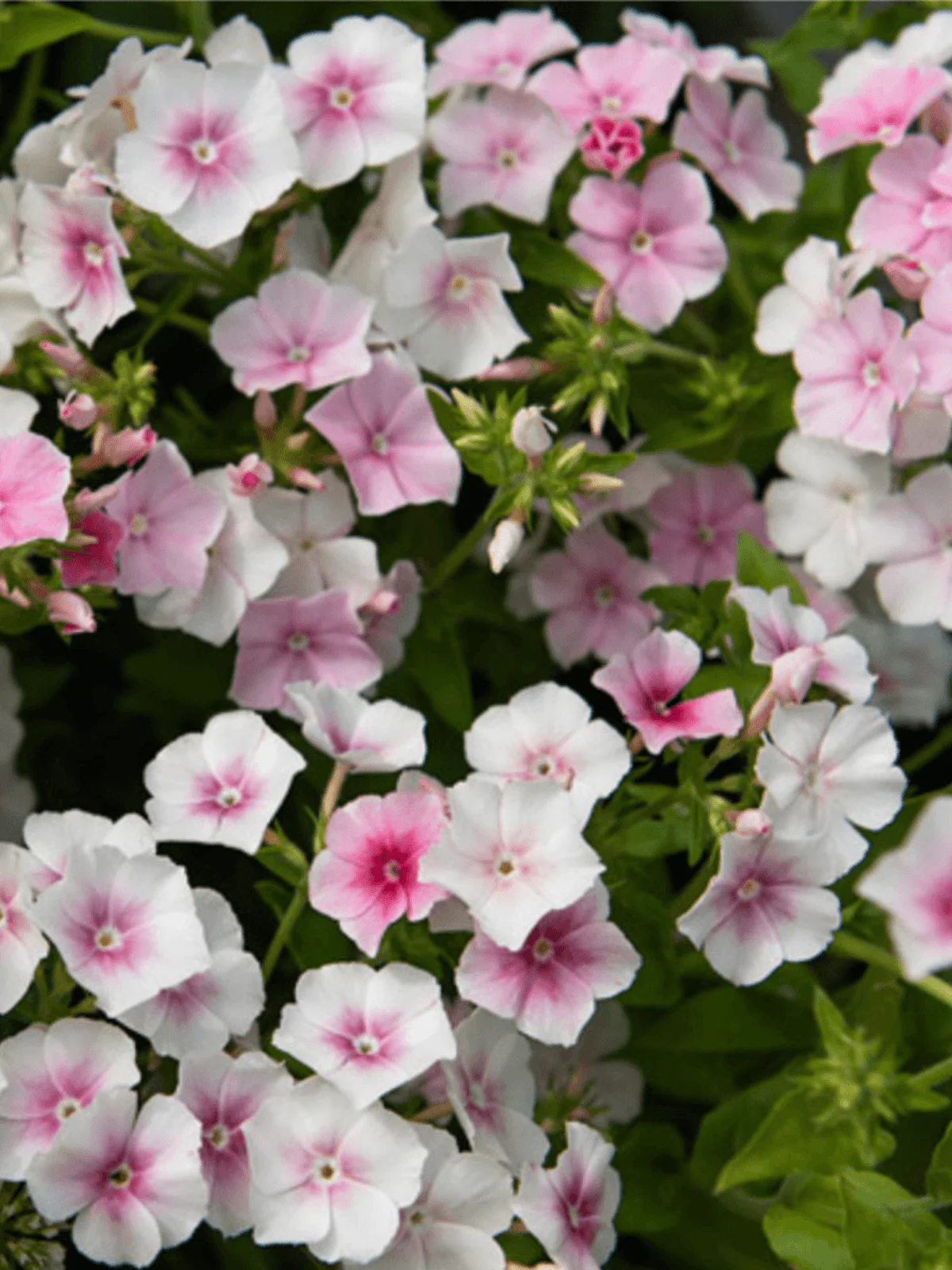 Phlox 'Blushing Bride' Seeds